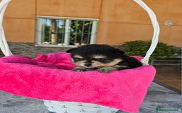 Pomerania perros en venta: Lulú de pomerania miniatura  - Imagen 1