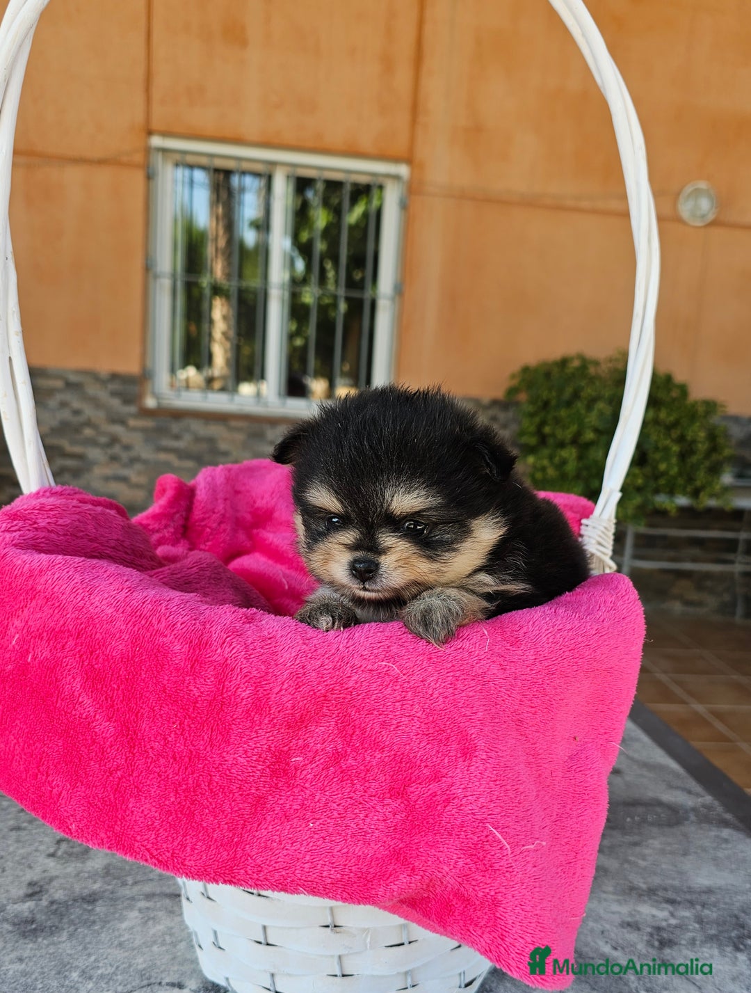 Pomerania perros en venta: Lulú de pomerania miniatura  - Imagen 1