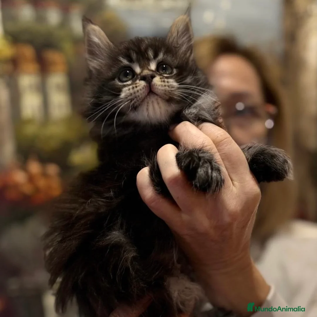 Maine Coon gatos en venta: Maine Coon - Anuncio 2