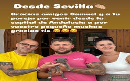 American Staffordshire-Terrier perros en venta: American Stanford (transparencia) - Anuncio 1