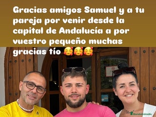 American Staffordshire-Terrier perros American Stanford (transparencia) - Anuncio 1