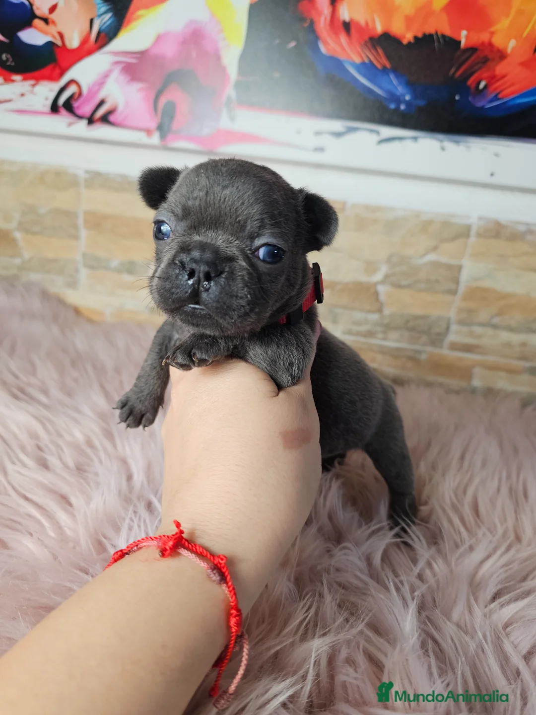 Bulldog Francés perros en venta: Bulldog francés blue y blue merle - Anuncio 1