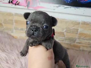 Bulldog Francés perros Bulldog francés blue y blue merle - Anuncio 1