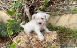 Schnauzer Miniatura perros en venta: Perro Salsicha   - Imagen 2