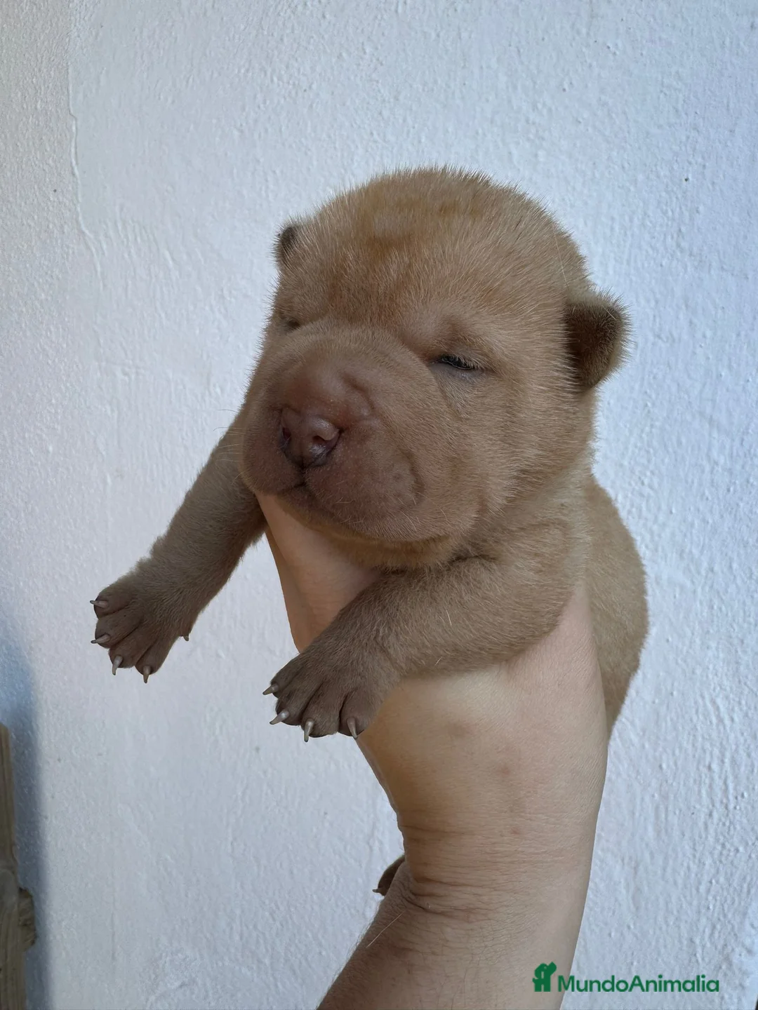 Shar Pei perros en venta: LOS SHARPEI MAS BONITOS en Málaga - Anuncio 4