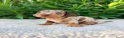 Teckel Miniatura perros en venta: TECKEL MINIATURA ARLEQUÍN CHOCOLATE HEMBRA  - Anuncio 2
