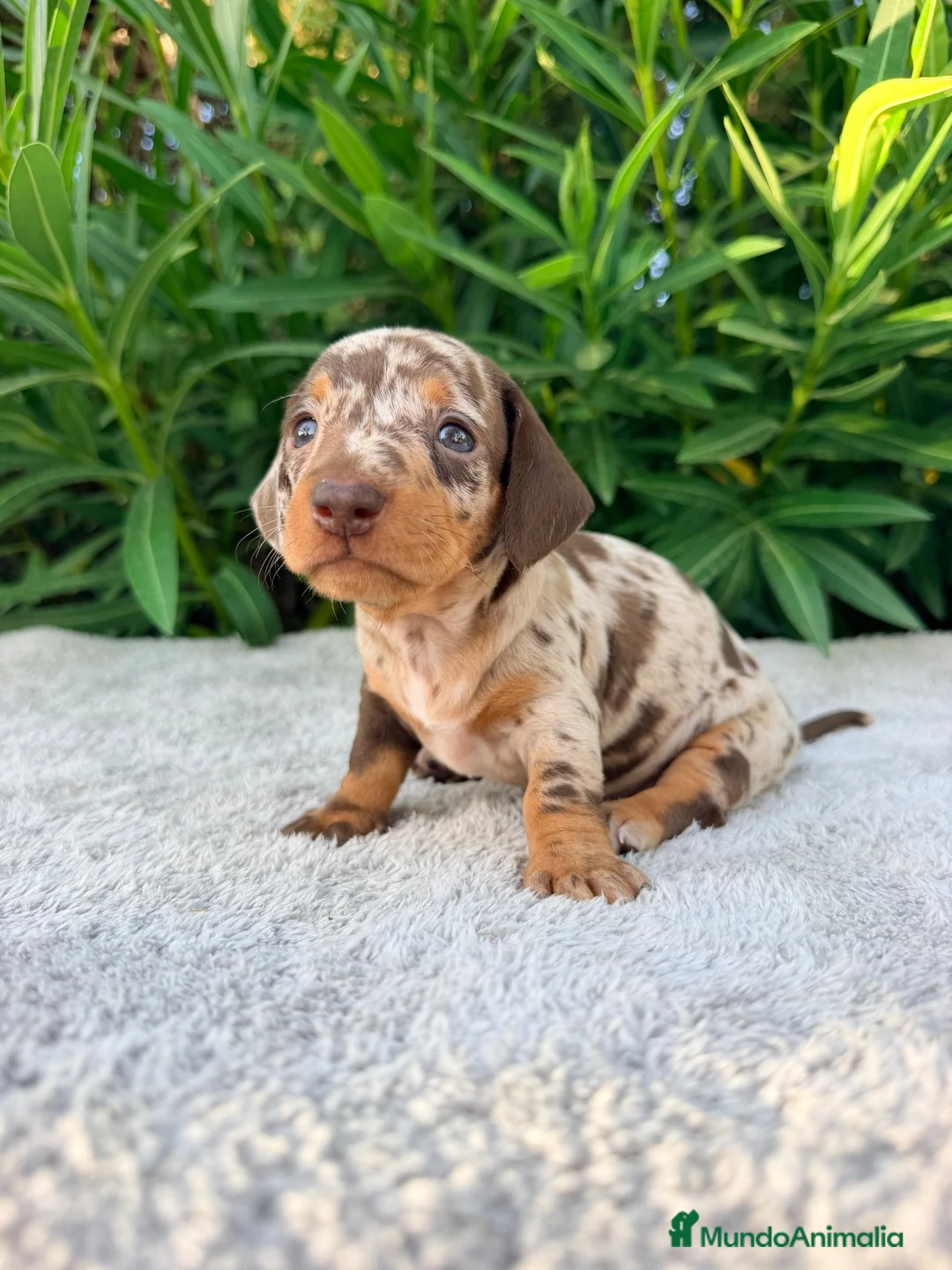 Teckel Miniatura perros en venta: TECKEL MINIATURA ARLEQUÍN CHOCOLATE HEMBRA  - Anuncio 2
