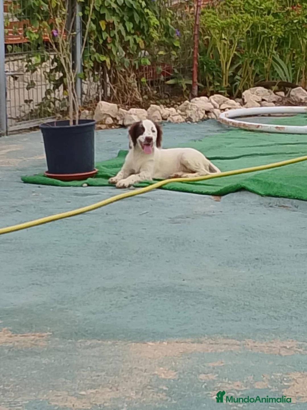 English Springer Spaniel perros en venta: Springer  - Anuncio 3
