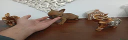 Chihuahua perros en venta: Chihuhuas machos y hembra  - Anuncio 8