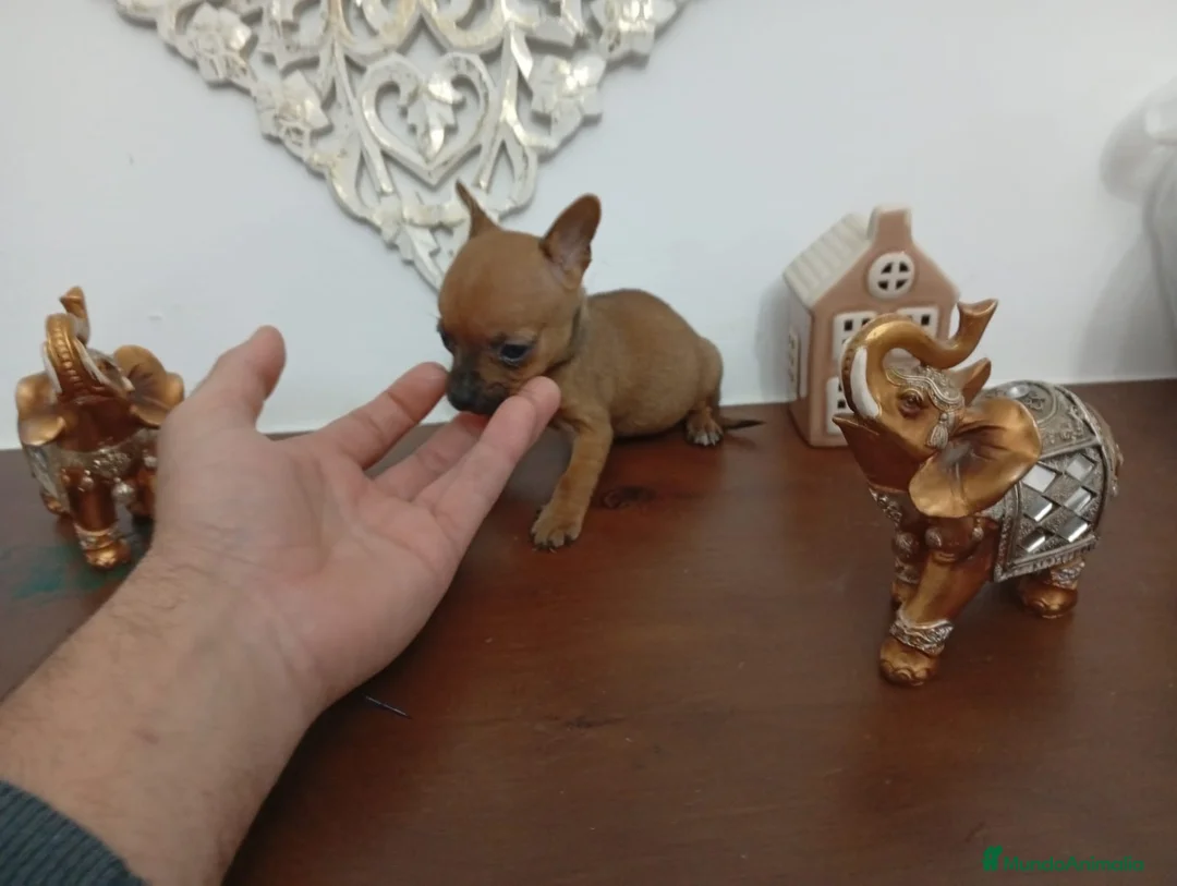 Chihuahua perros en venta: Chihuhuas machos y hembra  - Anuncio 8