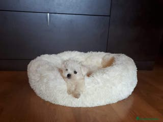 Bichón Maltés perros Bichón maltés - Anuncio 24