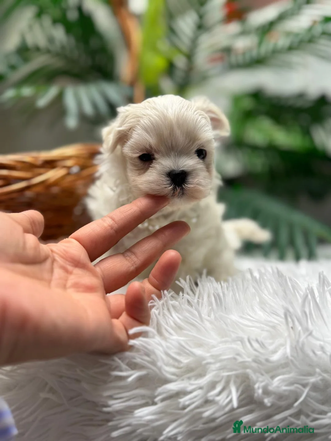 Bichón Maltés perros en venta: BICHON MALTES COREANO - Anuncio 7