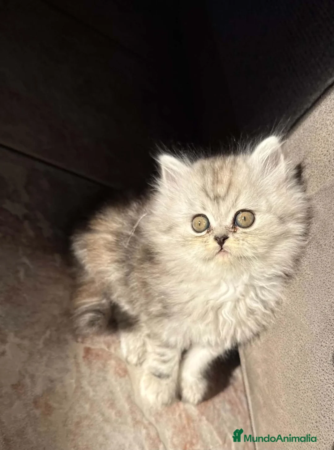 Persa gatos en venta: Persa - Anuncio 1