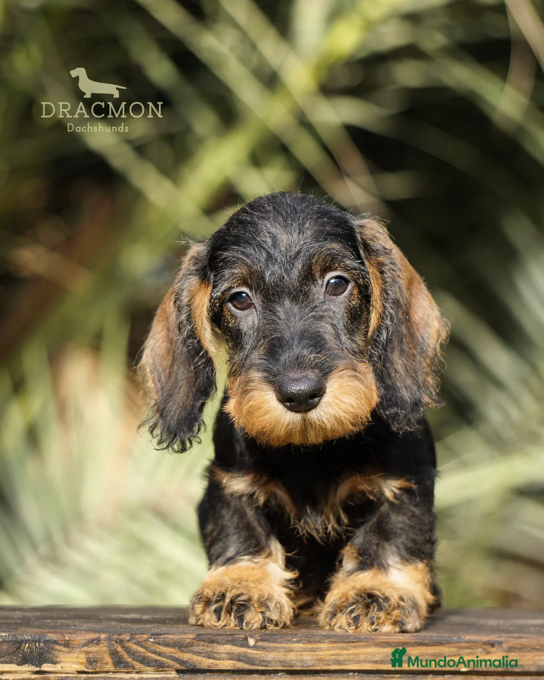 Imagen de galería {{count}}