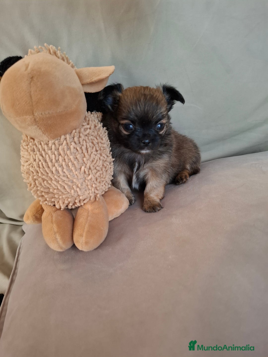 Chihuahua perros en venta: Chihuahua de pelo largo de capricho - Anuncio 1