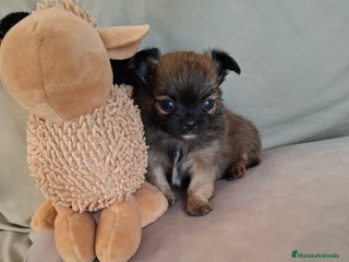 Chihuahua perros Chihuahua de pelo largo de capricho - Anuncio 2