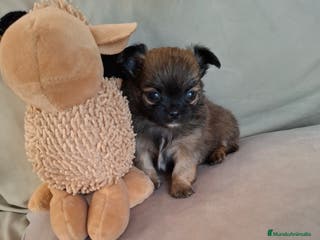 Chihuahua perros Chihuahua de pelo largo de capricho - Anuncio 20