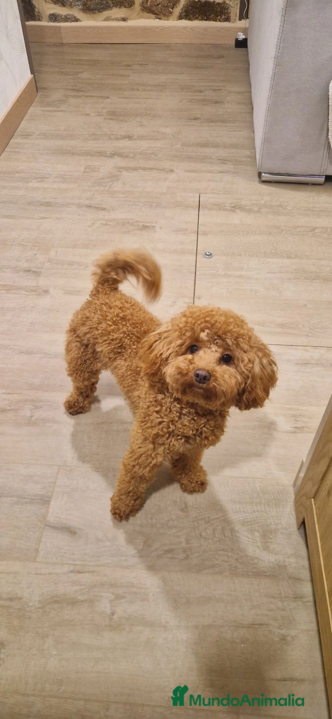 Caniche Toy perros en venta: Caniches toy  - Anuncio 1