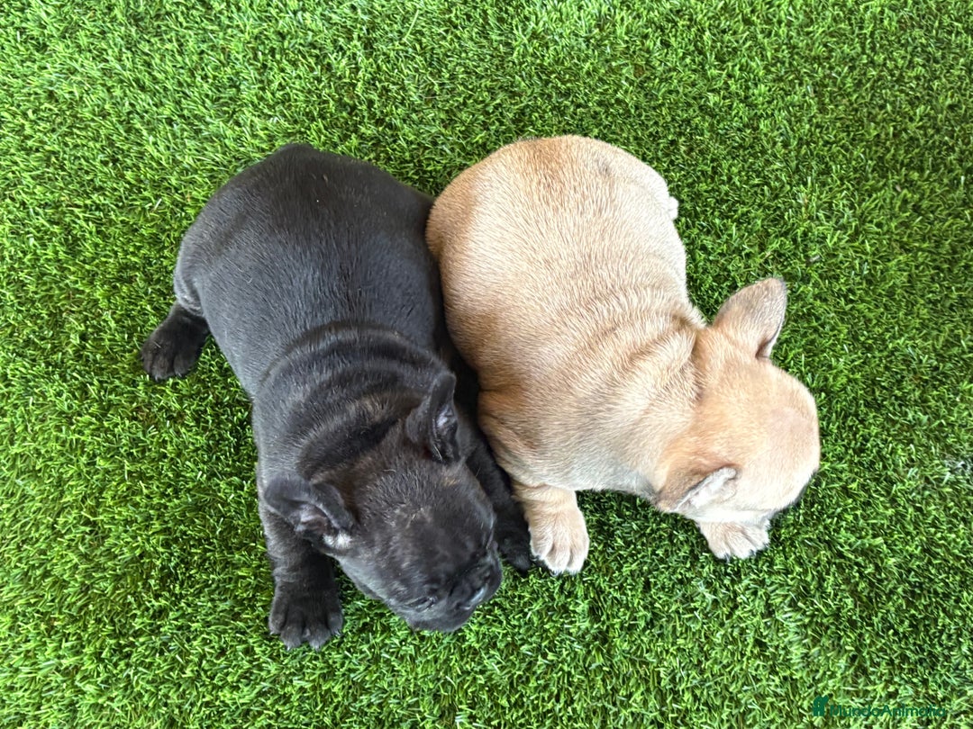 Bulldog Francés perros en venta: Cachorros de bulldog  - Anuncio 8