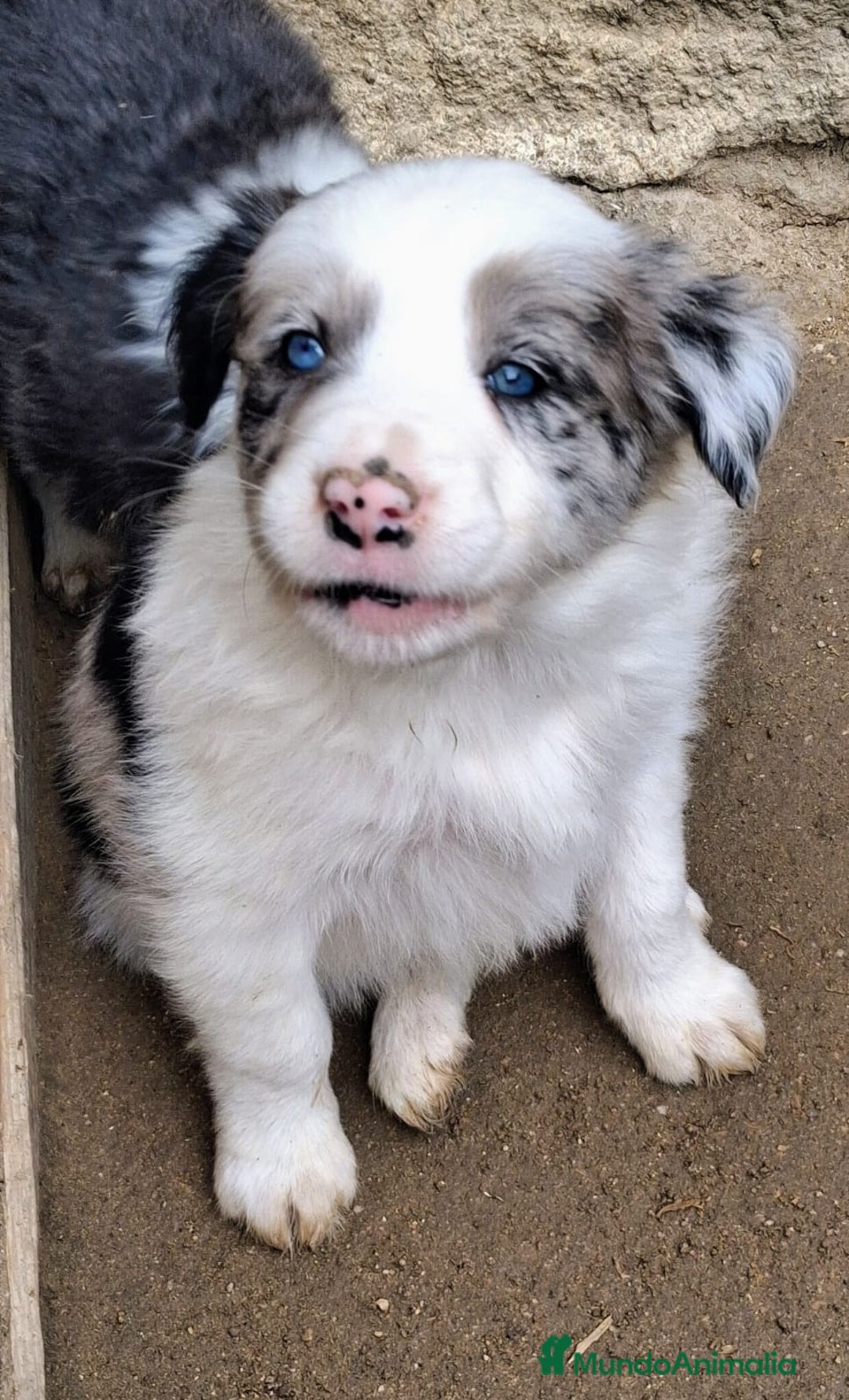 Border Collie perros en venta: Boder collie Villalba  - Anuncio 1