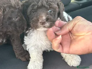 Perro de Agua Español perros Perros de agua Máxima calidad Espectaculares - Anuncio 1