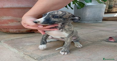 Whippet perros - Anuncio 1