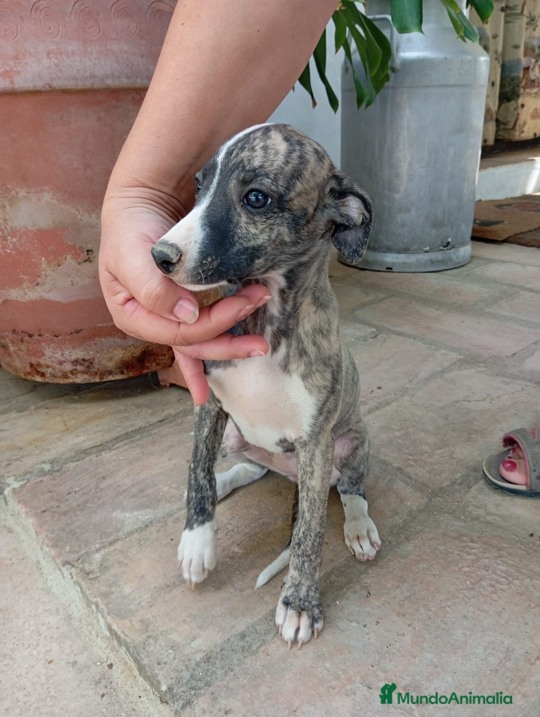 Whippet perros en venta: Whippet - Imagen 2