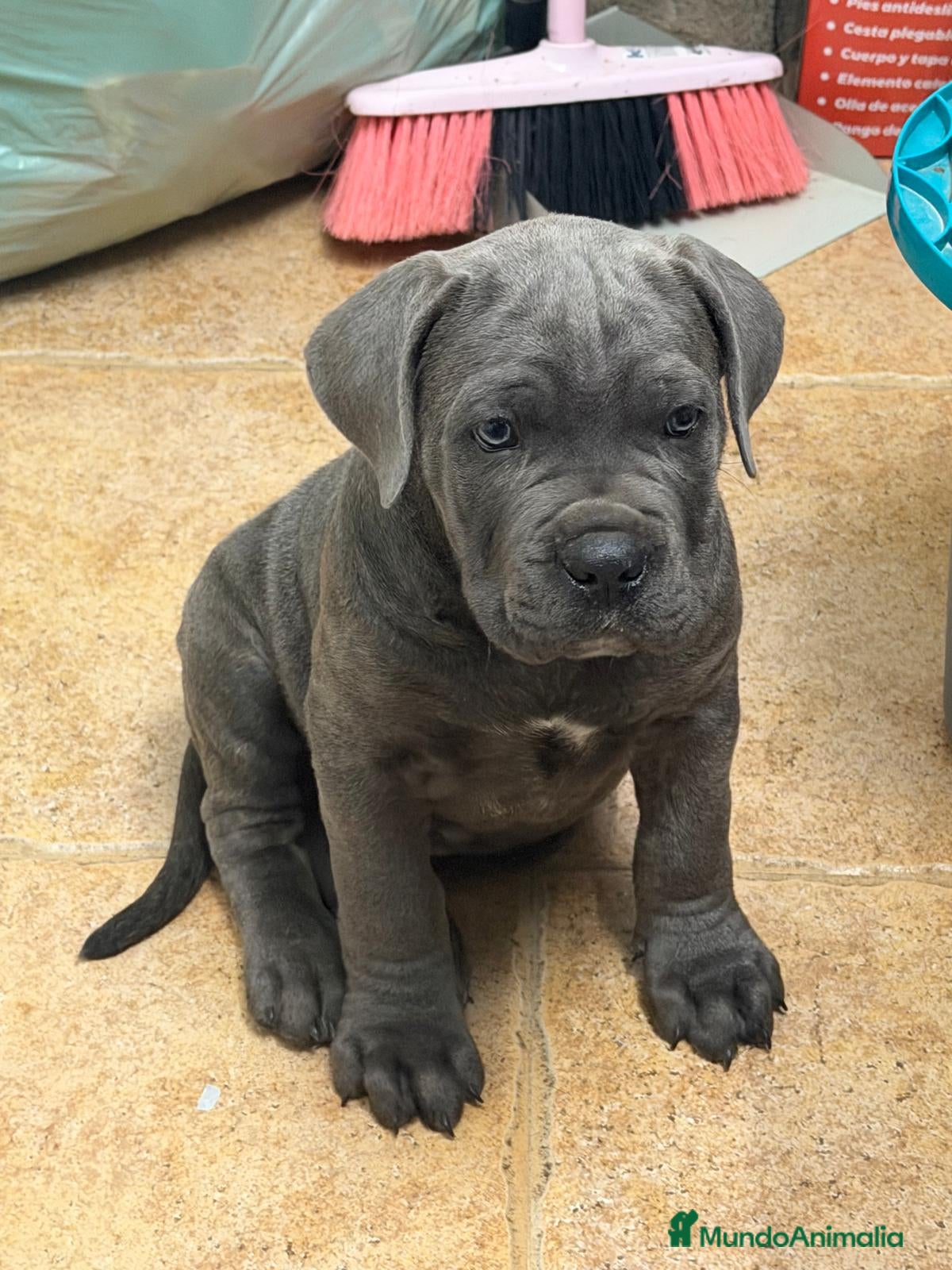 Cane Corso perros Cachorrito cane corso  - Anuncio 2