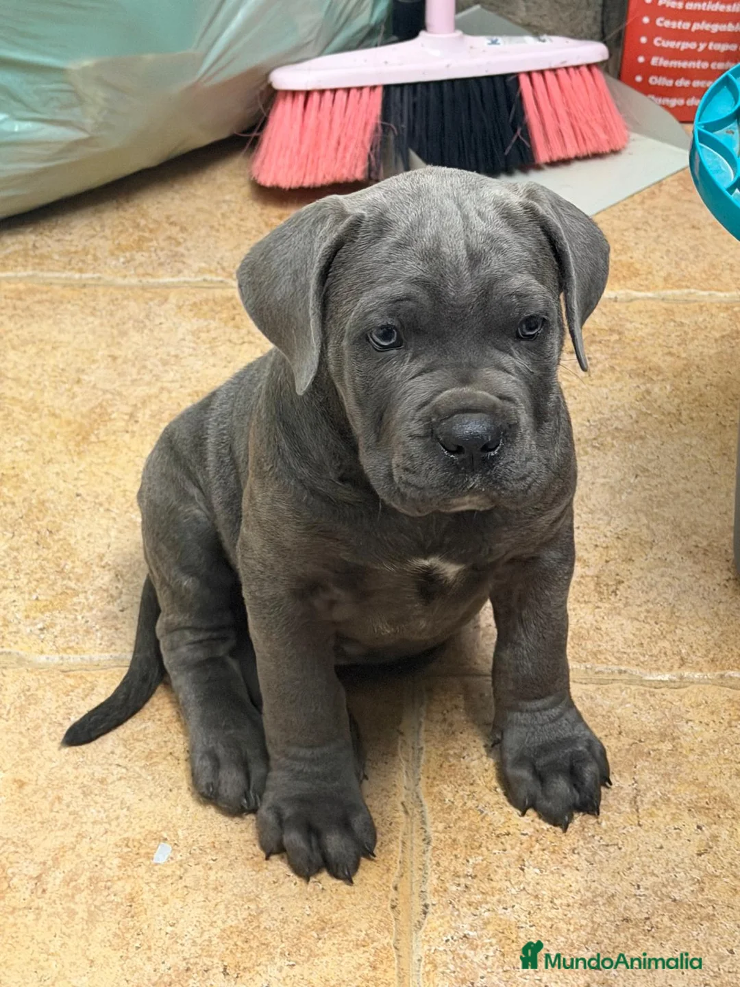 Cane Corso perros en venta: Cachorrito cane corso  - Anuncio 1