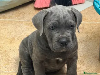 Cane Corso perros Cachorrito cane corso - Anuncio 2