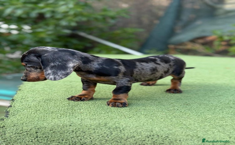 Teckel Miniatura perros - Anuncio 7