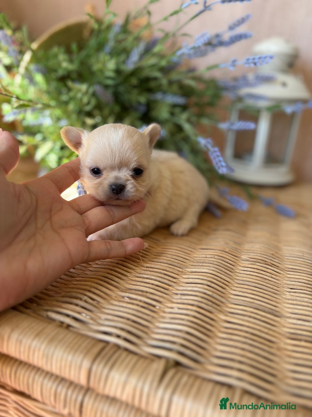 Chihuahua perros en venta: Chihuahua Toy cabeza manzana  - Imagen 6