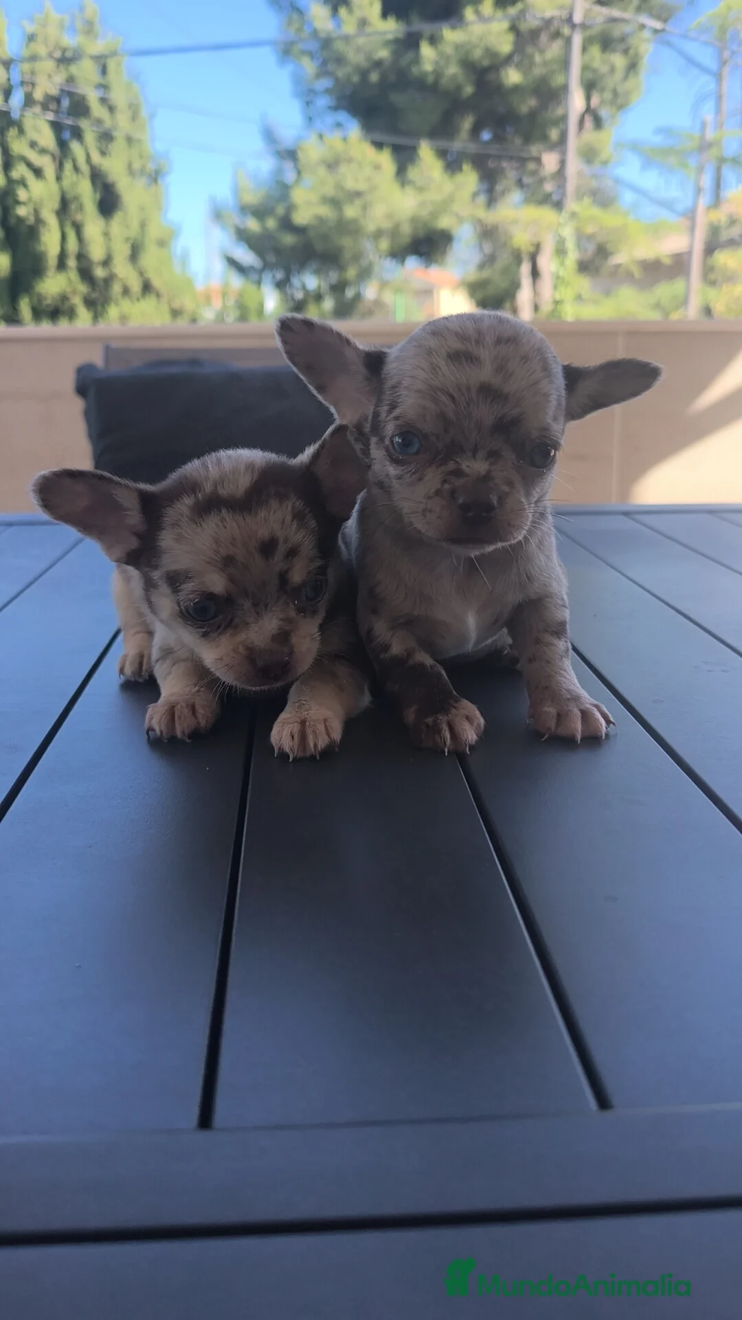 Chihuahua perros en venta: Chihuahua Merle espectaculares  - Anuncio 2