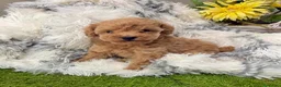 Caniche Toy perros en venta: Caniche Toy hembra apricot fotos actuales!! - Anuncio 6