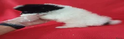 Pomerania perros en venta: Pomerania Panda  - Anuncio 3