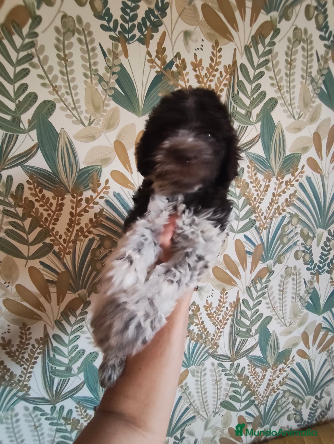 Perro de Agua Español perros en venta: Espectacular perro de aguas - Imagen 3