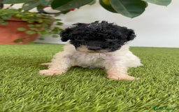 Perro de Agua Español perros en venta: PERRO DE AGUA ESPAÑOL HEMBRA - Imagen 3