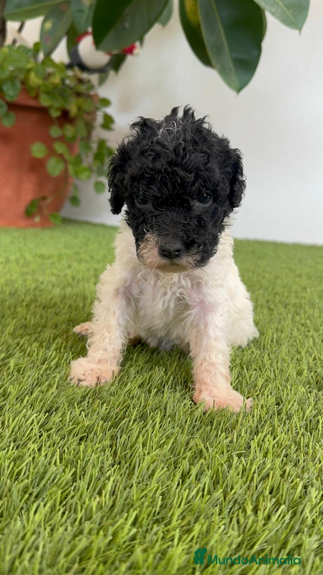 Perro de Agua Español perros en venta: PERRO DE AGUA ESPAÑOL HEMBRA - Imagen 3