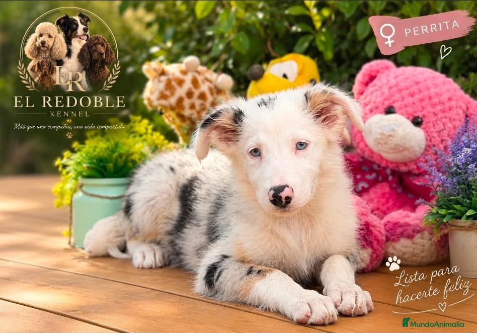 Border Collie perros Border collie listos para ir a su hogar - Anuncio 6