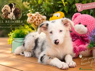 Border Collie perros Border collie listos para ir a su hogar - Anuncio 6