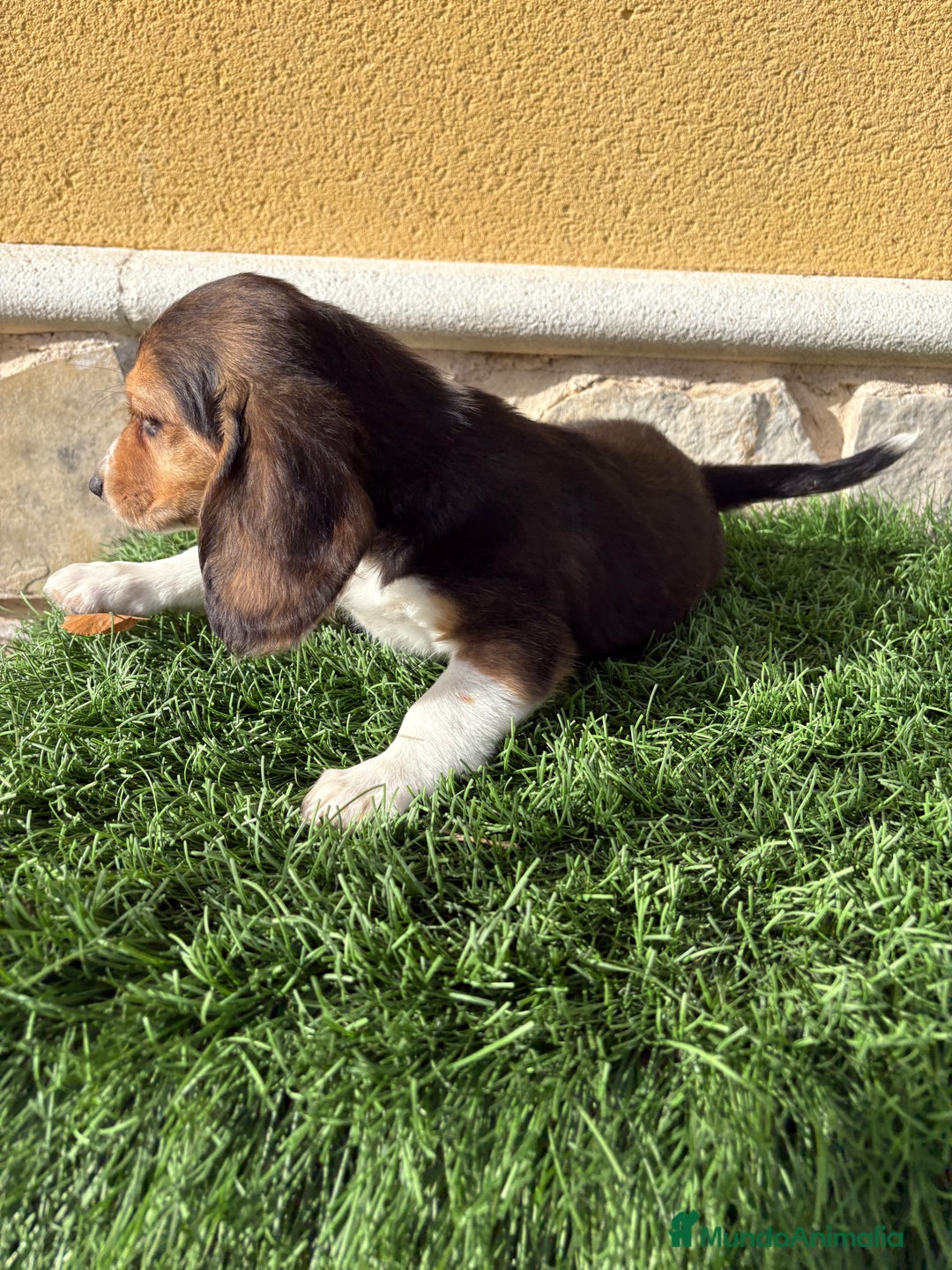 Beagle perros en venta: Cachorro macho de Beagle  - Anuncio 9