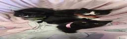 Británico de Pelo Corto gatos en venta: British shorthair  - Anuncio 1