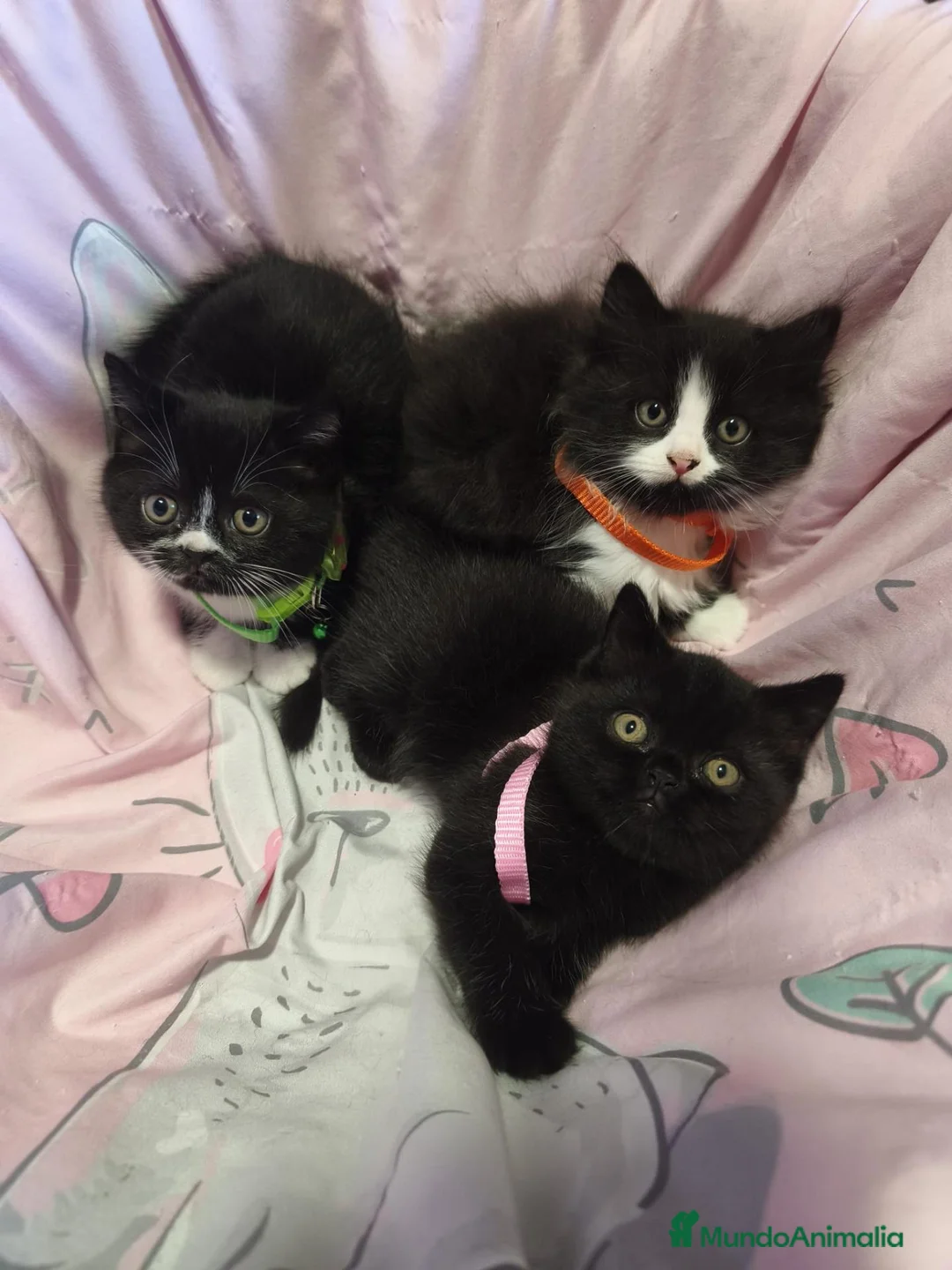 Británico de Pelo Corto gatos en venta: British shorthair  - Anuncio 1