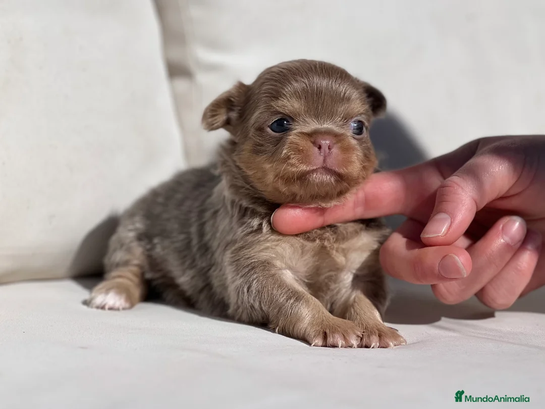 Chihuahua perros en venta: ESPECTACULAR HEMBRA TRICOLOR LILAC PELO LARGO - Anuncio 1