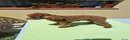 Caniche Toy perros en venta: Caniche macho toy - Anuncio 8
