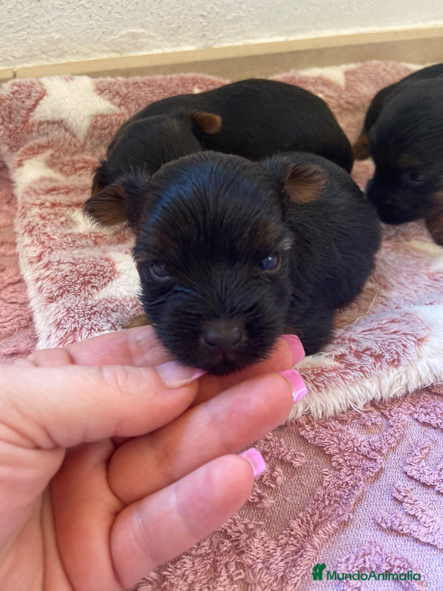 Yorkshire Terrier perros Niños de Yorkshire Terrier🩵 - Anuncio 6