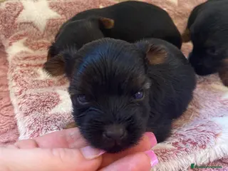 Yorkshire Terrier perros Niños de Yorkshire Terrier🩵 - Anuncio 1