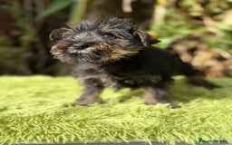 Schnauzer Miniatura perros en venta: Schnauzer mini sal y pimienta  - Anuncio 5