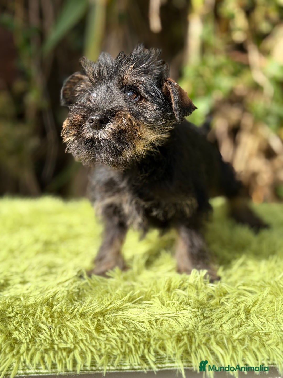 Schnauzer Miniatura perros en venta: Schnauzer mini sal y pimienta  - Anuncio 5