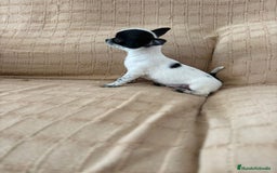 Chihuahua perros en venta: Chihuahua toy ruso - Imagen 5